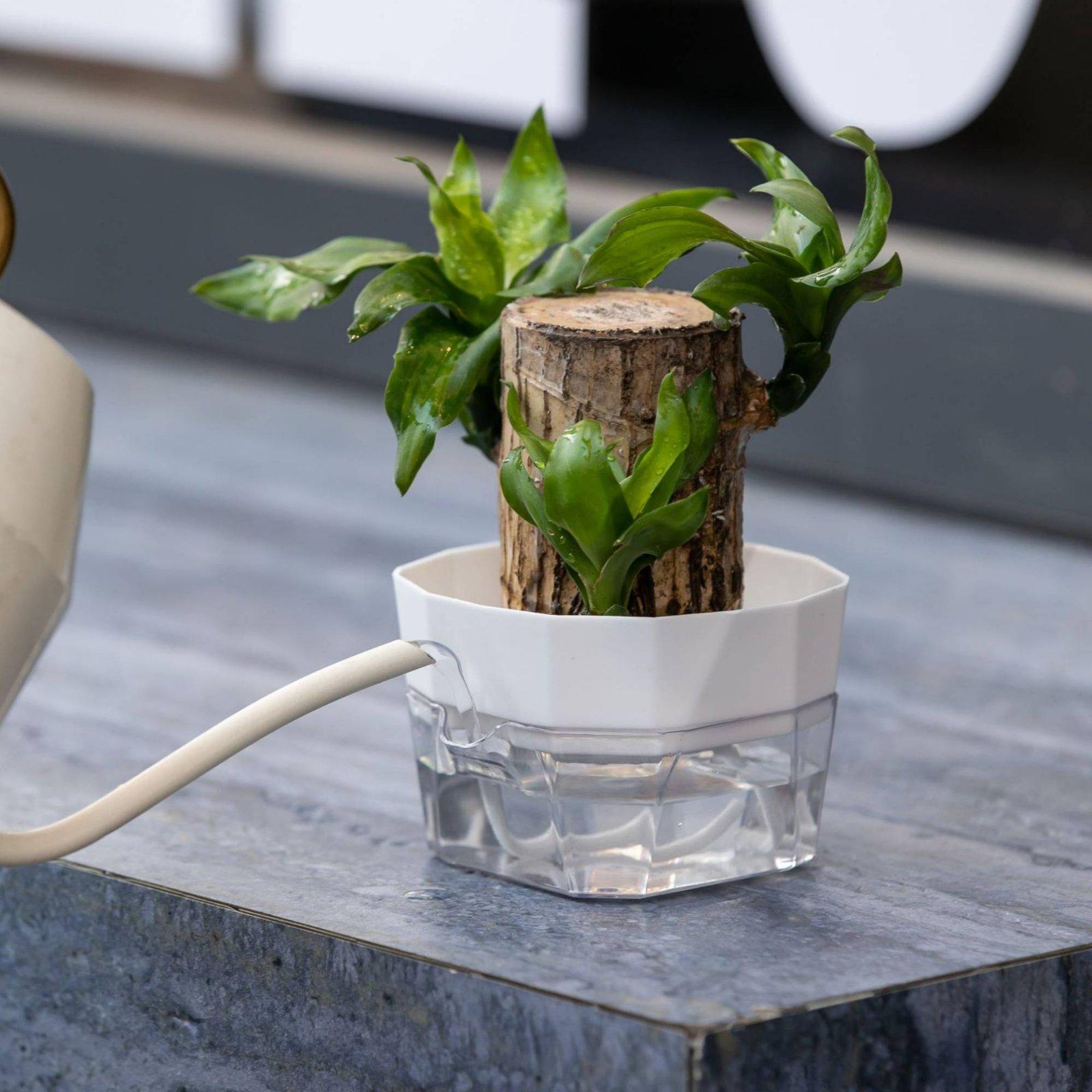 وعاء زراعة مائية ذاتي الري بطب - مراجعة Self-Watering Planter وسعره