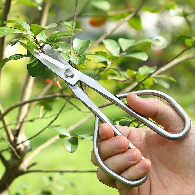مقص أوراق العطاء أدوات بونساي  - مراجعة Bonsai Tool Set وسعره