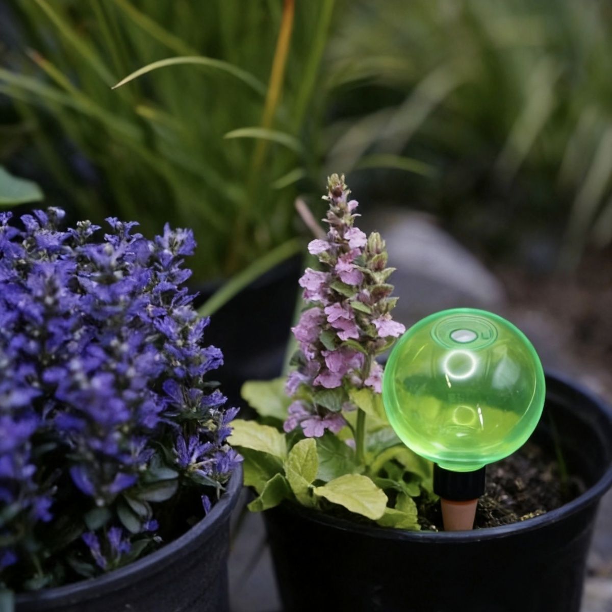 3 قطع من كرات الري الذاتي الكب - مراجعة Self-Watering Planter وسعره